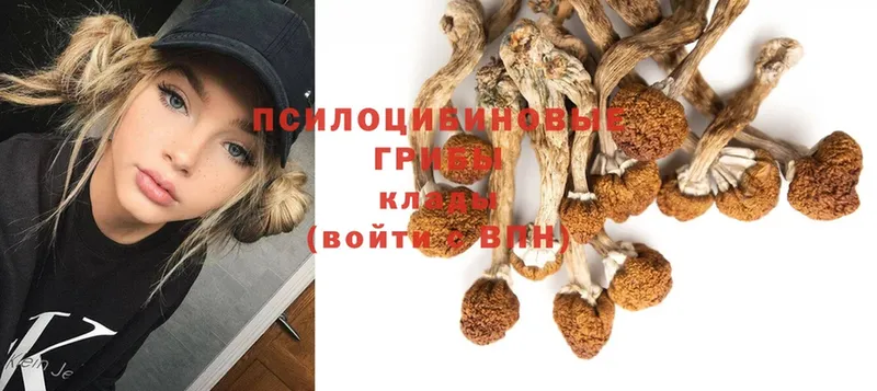 хочу   Бирюч  Галлюциногенные грибы Magic Shrooms 